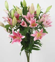 Osmanl� Mah �i�ek online �i�ek sipari�i  5 Pembe lilyum kazablanka buket �i�ek modeli