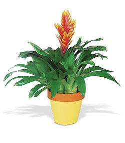 Gaziosmanpa�a Mah �i�ek g�nderme  Exotic Bromeliad ithal saksi