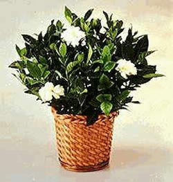 Fatih online �i�ek g�nderme Gardenia Plant ithal saksi