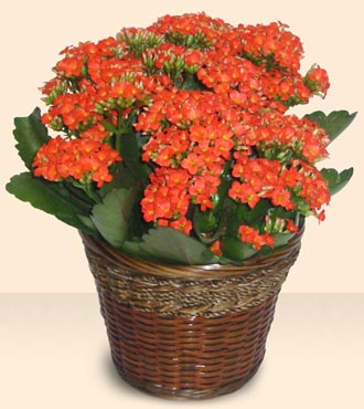 Atat�rk Mahallesi �i�ek sipari�i  Large Kalanchoe in Basket