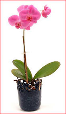 merutiyet ieki maazas  Phalaenopsis Orchid Plant