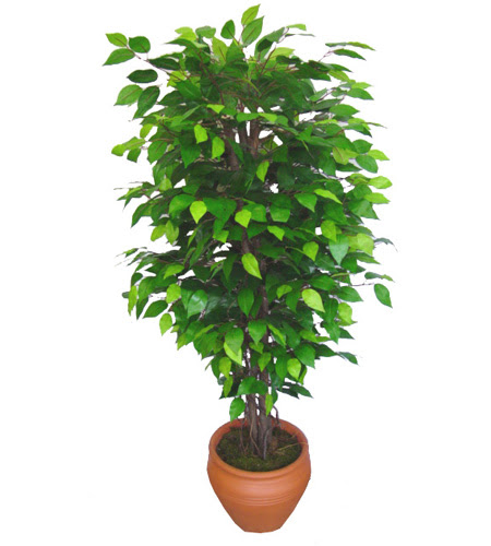 Ficus Benjamin 1,50 cm  Ulubatl�hasan Mah �i�ek�i 