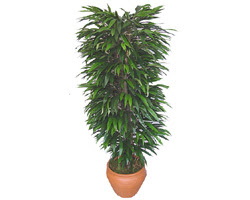 Atat�rk Mah yurti�i �i�ek sipari�i  �zel Mango 1,75 cm y�ksekliginde