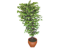 Ficus �zel Starlight 1,75 cm  Fatih �i�ek g�nderme sitemiz g�venlidir 
