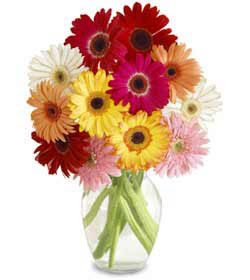 Gaziosmanpa�a Mah �i�ek g�nderme  cam vazo i�erisinde karisik gerbera �i�ekleri