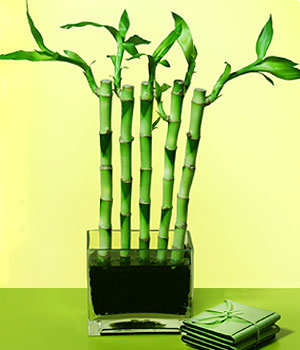Ulubatl�hasan Mah �i�ek�i  Good Harmony Lucky Bamboo camda