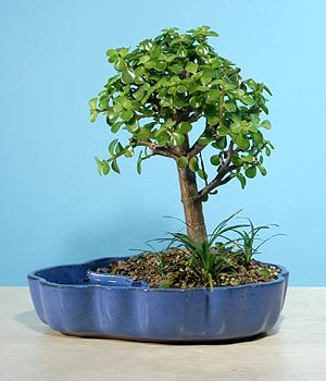 Fatih online �i�ek g�nderme Bonsai 6 yas civari