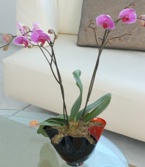 Yenikent online ieki  tek dal ikili orkide saksi iegi