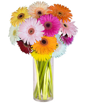 Sincan �i�ek sipari�i vermek  Farkli renklerde 15 adet gerbera �i�egi