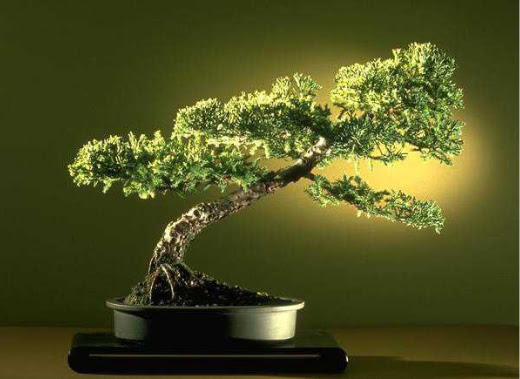 ithal bonsai saksi �i�egi Yenikent online �i�ek�i 