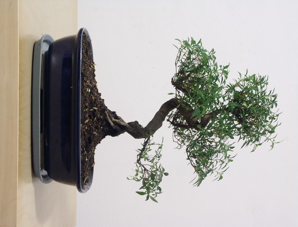 ithal bonsai saksi �i�egi Menderes Mah �i�ek yolla , �i�ek g�nder 