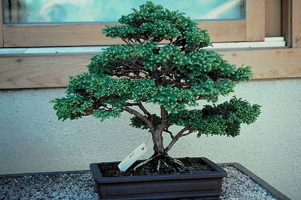 ithal bonsai saksi �i�egi Fatih online �i�ek g�nderme