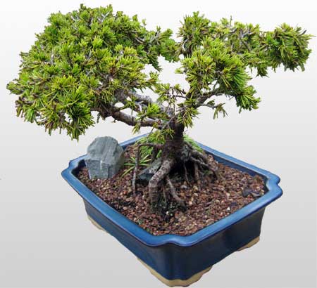ithal bonsai saksi �i�egi Yenikent online �i�ek�i 
