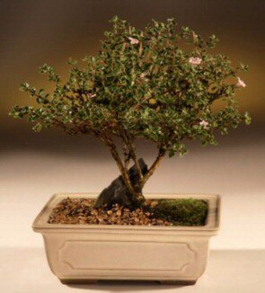 ithal bonsai saksi �i�egi me�rutiyet �i�ek�i ma�azas� 
