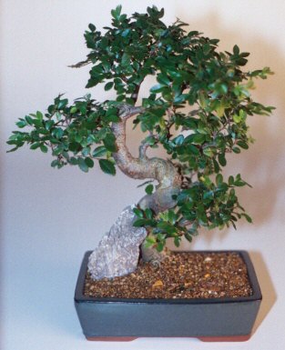 Plevne Mahallesi �i�ek ma�azas�  ithal bonsai saksi �i�egi Atat�rk Mah yurti�i �i�ek sipari�i 