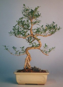 Mara�al�akmak Mah sevgilime hediye �i�ek  ithal bonsai saksi �i�egi Menderes Mah �i�ek yolla , �i�ek g�nder 