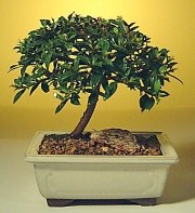 Osmanl� Mah �i�ek online �i�ek sipari�i  ithal bonsai saksi �i�egi Fatih �i�ek g�nderme sitemiz g�venlidir 