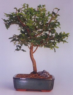 Osmanl� Mah �i�ek online �i�ek sipari�i  ithal bonsai saksi �i�egi Ulubatl�hasan Mah �i�ek�i 