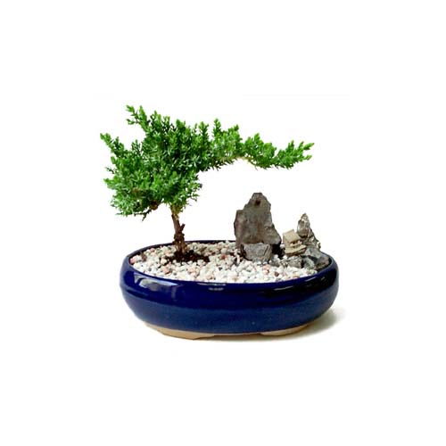 ithal bonsai saksi �i�egi Ankara Sincan cicekci 
