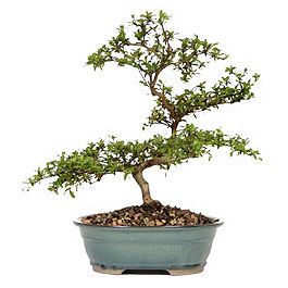 Bah�ekap� Mah cicekciler , cicek siparisi  ithal bonsai saksi �i�egi Plevne Mahallesi �i�ek ma�azas� 
