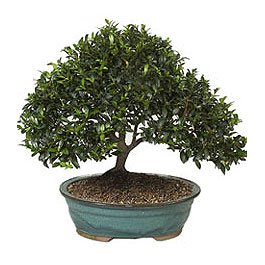 Osmanl� Mah �i�ek online �i�ek sipari�i  ithal bonsai saksi �i�egi Plevne Mahallesi �i�ek ma�azas� 