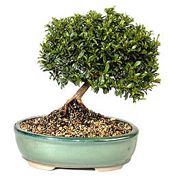 �stasyon Mah �i�ek yolla  ithal bonsai saksi �i�egi Ak�emsettin Mahallesi internetten �i�ek sat��� 