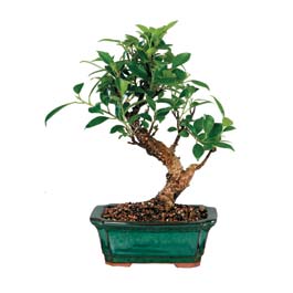 Atat�rk Mah yurti�i �i�ek sipari�i  ithal bonsai saksi �i�egi G�k�ek Mahallesi �i�ek�i telefonlar� 
