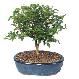 Yenikent online �i�ek�i  ithal bonsai saksi �i�egi Andi�en Mahallesi �i�ek�iler 