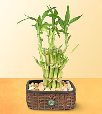 Lucky Bamboo  saksi �i�egi Sincan �nternetten �i�ek sipari�i 