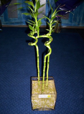 Lucky Bamboo 3 adet saksi �i�egi �stasyon Mah �i�ek yolla 