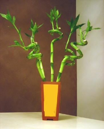 Lucky Bamboo 5 adet vazo i�erisinde Tando�an Mah g�venli kaliteli h�zl� �i�ek 
