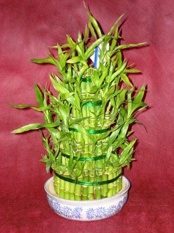 Lucky Bamboo sans melegi �i�egi Atat�rk Mah yurti�i �i�ek sipari�i 