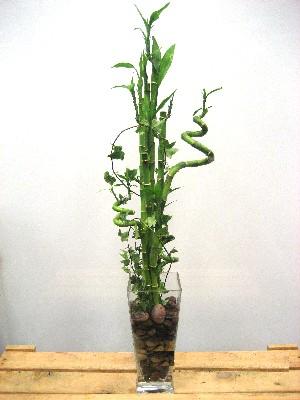 Lucky Bamboo sans melegi �i�egi Fatih �i�ek g�nderme sitemiz g�venlidir 