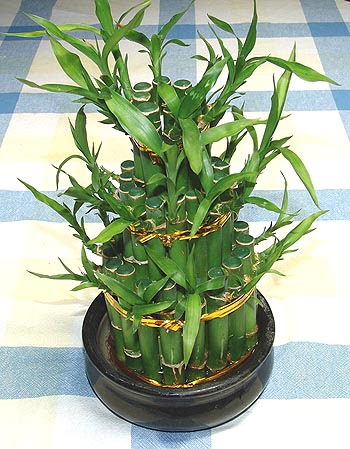 Lucky Bamboo sans melegi �i�egi Sel�uklu Mah kaliteli taze ve ucuz �i�ekler 