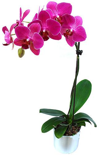 Yenikent online ieki  saksi orkide iegi