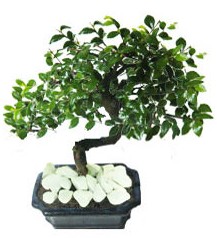 9 yasinda Bonsai agaci Yunusemre Mah hediye �i�ek yolla 