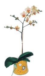 Sincan nternetten iek siparii  Phalaenopsis Orkide ithal kalite