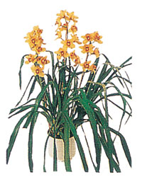 Sel�uklu Mah kaliteli taze ve ucuz �i�ekler  Orchiede ithal b�y�k boy saksi