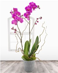2 dall mor orkide saks iei Osmanl Mah iek online iek siparii 