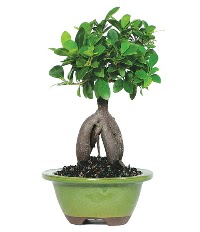 Bonsai saks� �i�e�i Atat�rk Mah yurti�i �i�ek sipari�i 