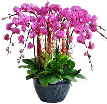 9 dall mor orkide Fatih online iek gnderme