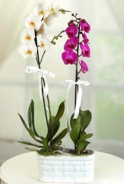 1 mor 1 dal beyaz thal orkide sepet ierisinde merutiyet ieki maazas 