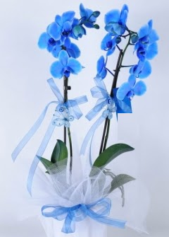 2 dall mavi orkide Tandoan Mah gvenli kaliteli hzl iek 