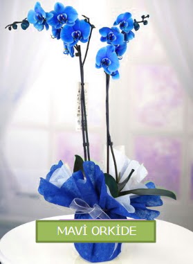 2 dall mavi orkide Seluklu Mah kaliteli taze ve ucuz iekler 