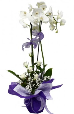 2 dall beyaz orkide 5 adet beyaz gl Yenikent online ieki 