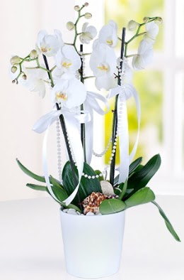 3 dall beyaz orkide Erturulgazi Mah iek gnderme  