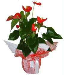 Antoryum saks� i� mekan s�s bitkisi Atat�rk Mahallesi �i�ek sipari�i 