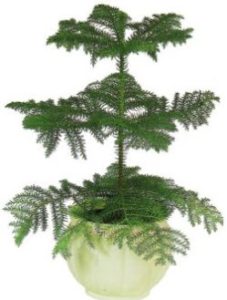 Araucaria Heterophylla i� mekan saks� me�rutiyet �i�ek�i ma�azas� 