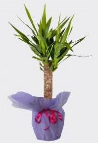 Yucca Tekli i� mekan saks� bitkisi Sincan �i�ek sipari�i vermek 