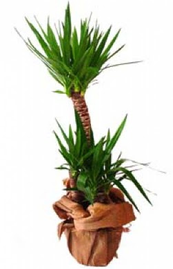 2 li yucca saks� �i�e�i me�rutiyet �i�ek�i ma�azas� 
